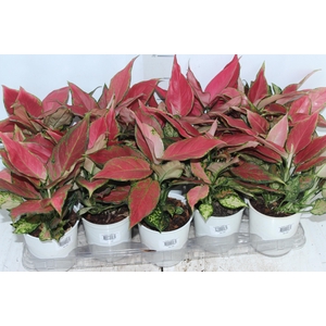 AGLAONEMA CHERRY BABY P12