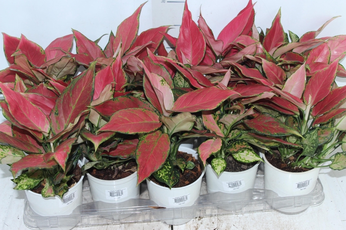 <h4>AGLAONEMA CHERRY BABY P12</h4>