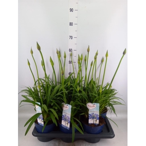 Agapanthus  'Amourette Shock Blue'