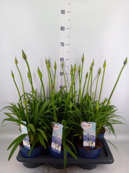 <h4>Agapanthus  'Amourette Shock Blue'</h4>