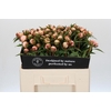 Paeonia Alertie