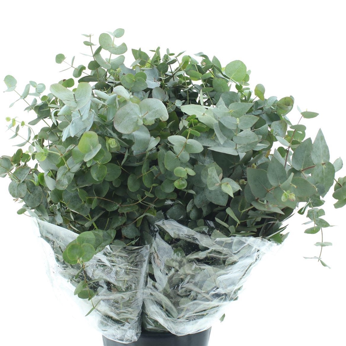 <h4>Euca Cinerea Long 200 Grams</h4>