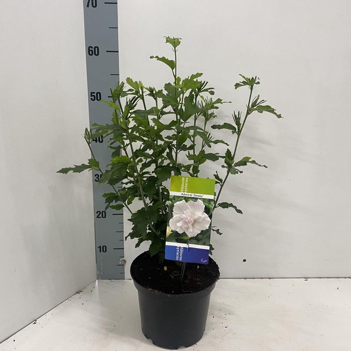 <h4>Hibiscus syriacus Admiral Dewey</h4>