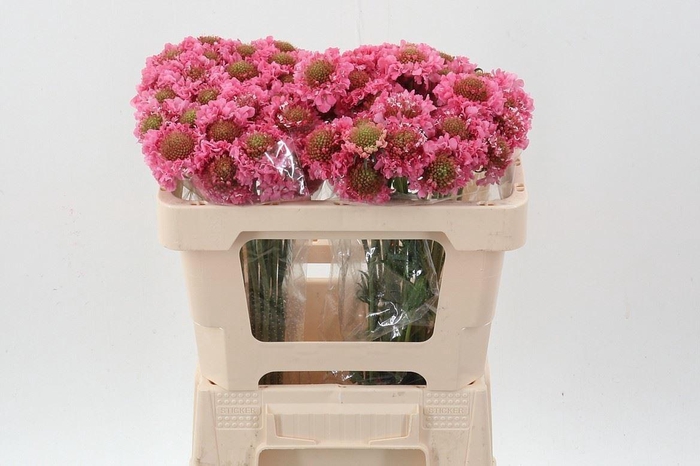 <h4>SCABIOSA ATROP. 'CANDY SCOOP'</h4>