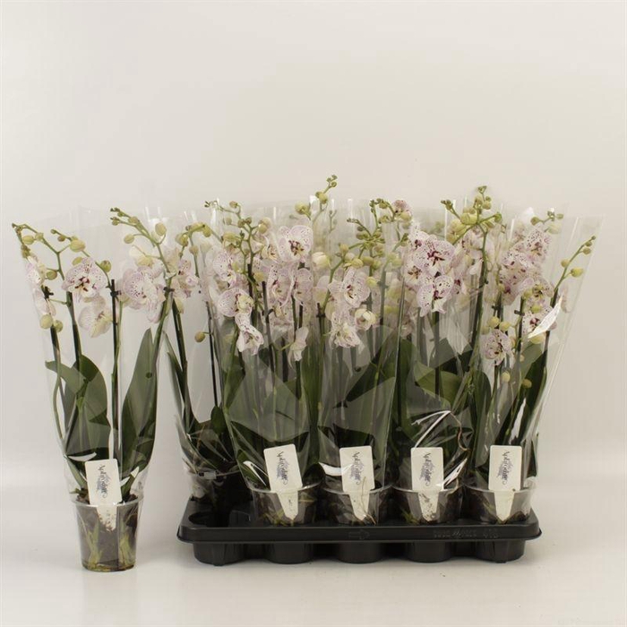 <h4>PHAL OV ROZE</h4>