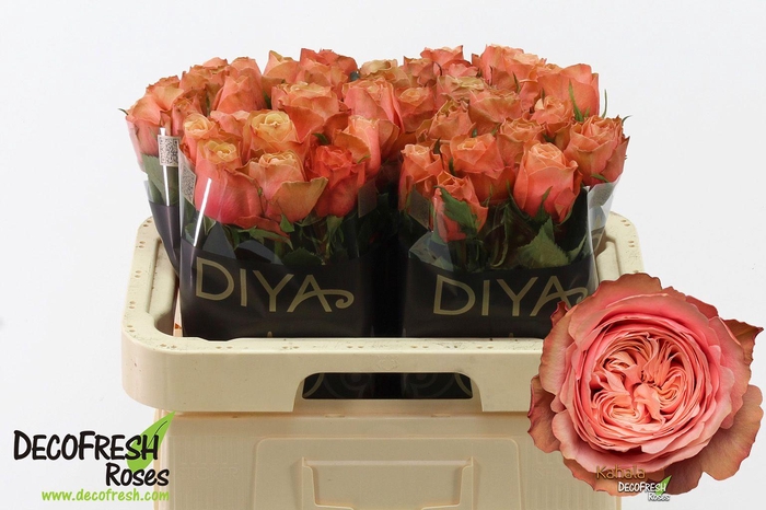 <h4>R Gr Kahala</h4>