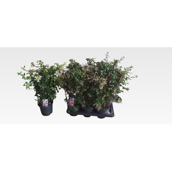 <h4>ABEL GRANDIFLORA</h4>