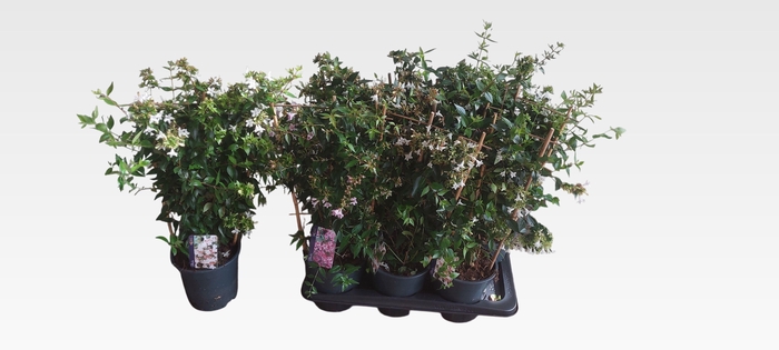 <h4>ABEL GRANDIFLORA</h4>