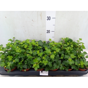 Hedera helix 'Wonder'