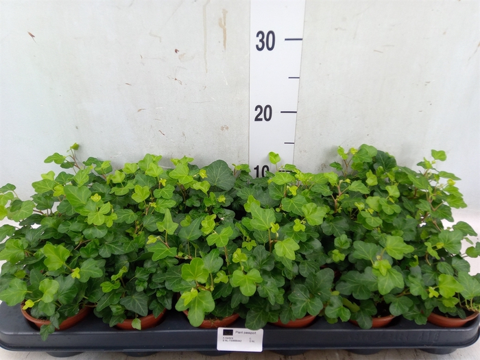<h4>Hedera helix 'Wonder'</h4>