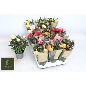 RO KORDAN GRANDE GEM