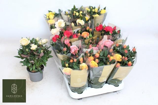 <h4>RO KORDAN GRANDE GEM</h4>