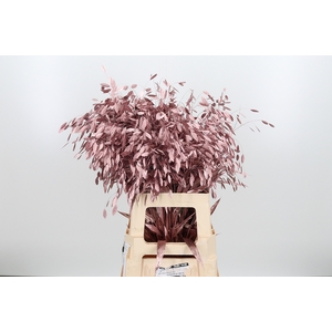 Chasmantium Kl Bh Rose Goud
