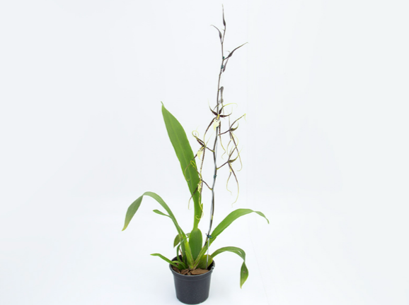 ONCIDIUM MILTASSIA KAWAIS CHOICE P15