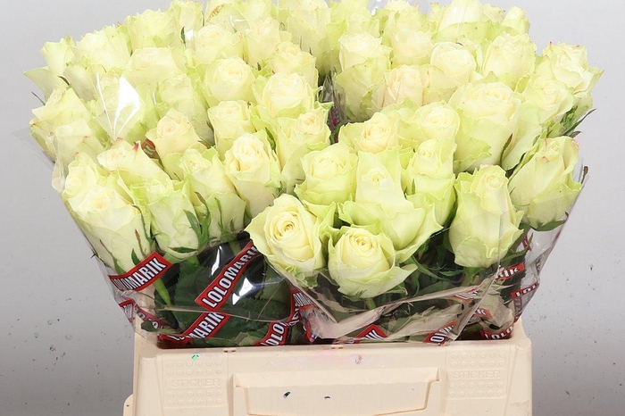 <h4>R Gr Athena</h4>