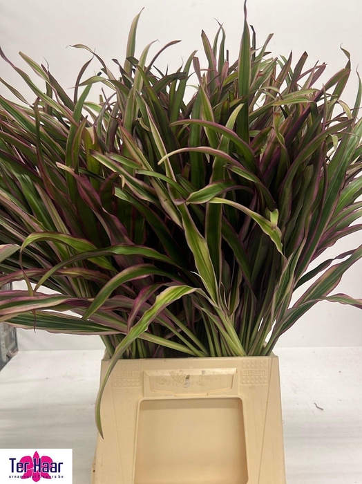 <h4>DECOGROEN GROOT BLAD</h4>