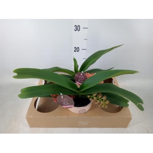 Rhynchostylis gig. 'Aromatiq Evoke'