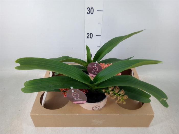 <h4>Rhynchostylis gig. 'Aromatiq Evoke'</h4>