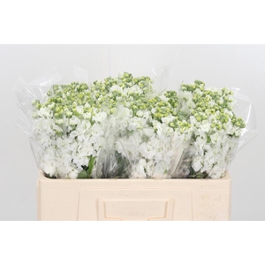 Matthiola Wit