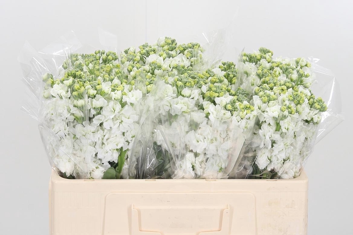 <h4>Matthiola Wit</h4>