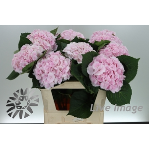 Hydrangea my beautiful matcha