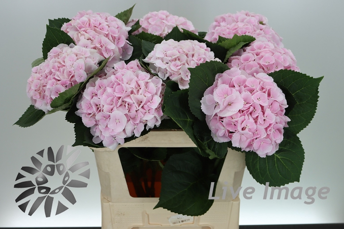 <h4>Hydrangea my beautiful matcha</h4>