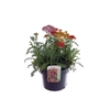 Achillea millefolium Milly Rock Mixmasters Dance