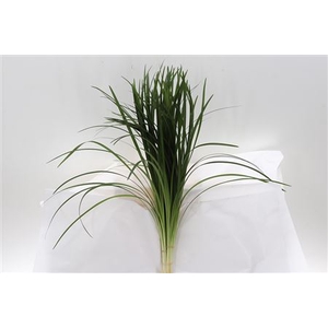 Dec Lilygrass Orca