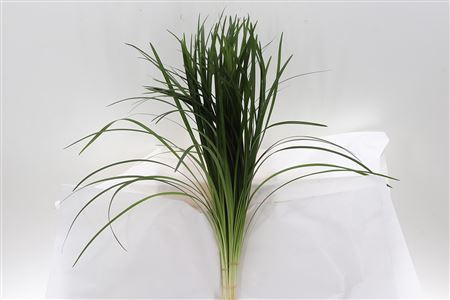 Dec Lilygrass Orca