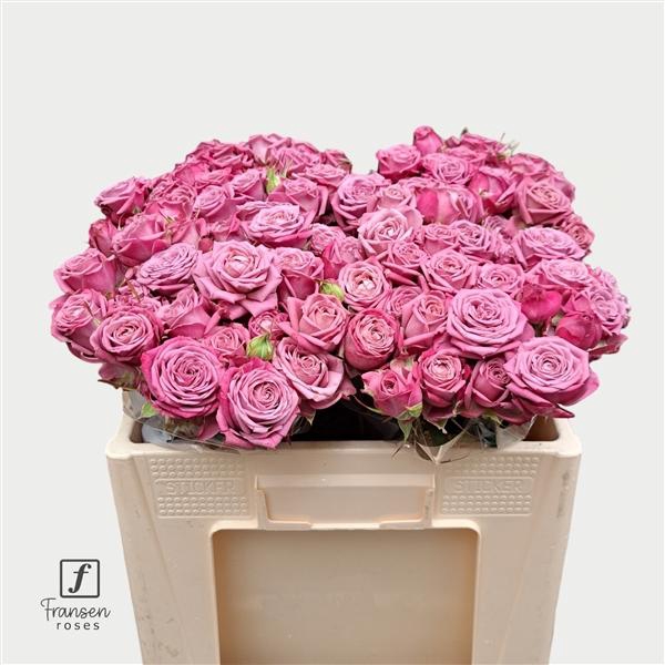 <h4>R TR Purple Queen 50cm</h4>