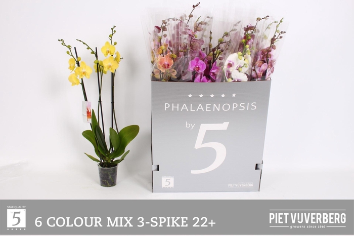 <h4>PHAL GEM 6 KL</h4>