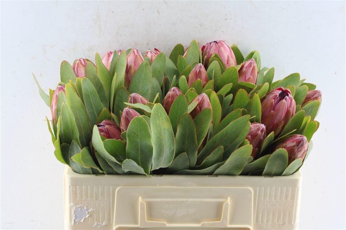 <h4>PROTEA SYLVIA</h4>