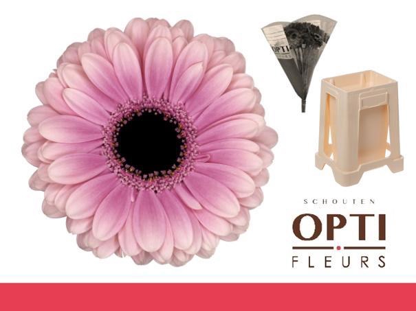 <h4>Germini Esmee Water</h4>