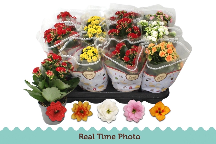 <h4>KAL GE GEM 5 KL</h4>