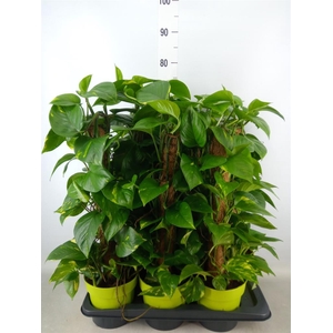 Epipremnum pinn.   ...moss stick