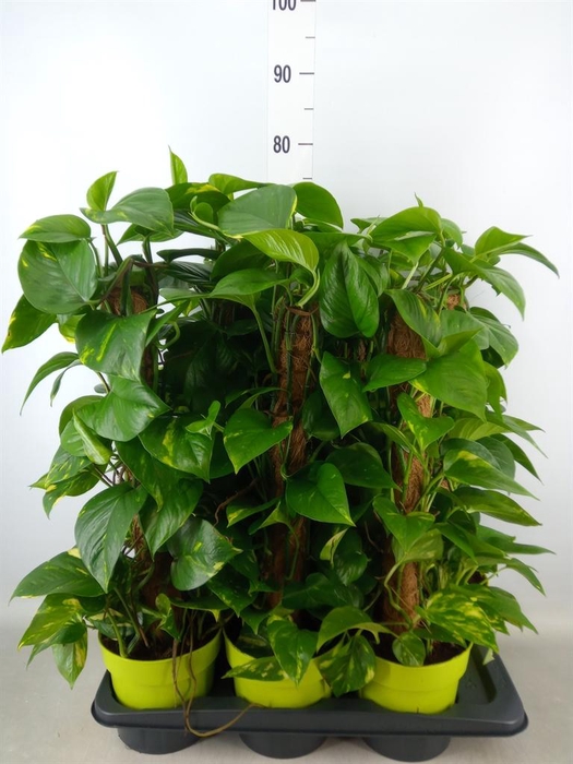 <h4>Epipremnum pinn.   ...moss stick</h4>