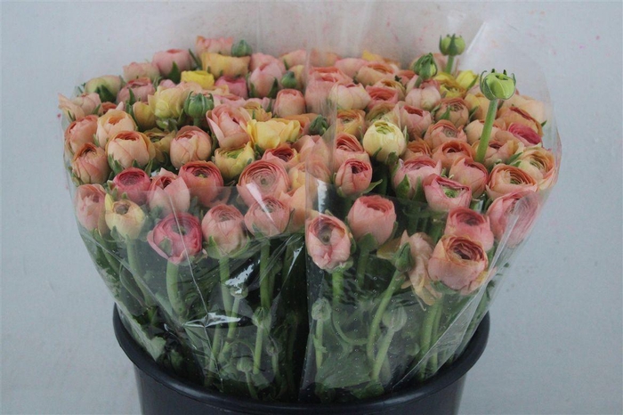 <h4>Ran Elegance Salmon</h4>