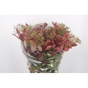 Photiniabloei Per Bunch