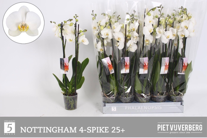 <h4>PHAL AN NOTTINGHAM</h4>