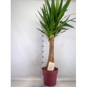 Yucca elephantipes   ...