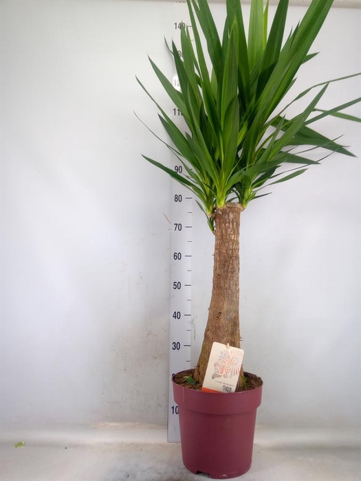 <h4>Yucca elephantipes   ...</h4>