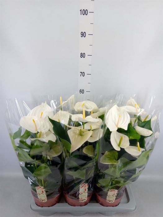 <h4>Anthurium andr. 'Alpine'</h4>