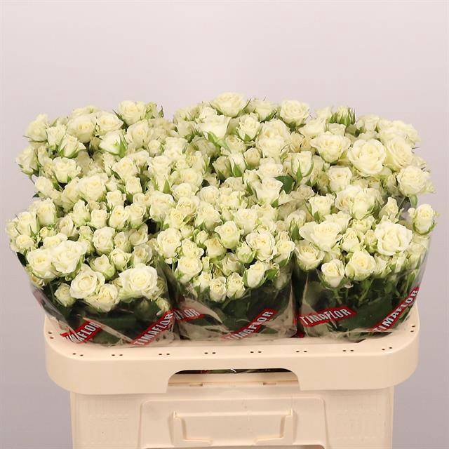 <h4>Rosa spray snowflake</h4>