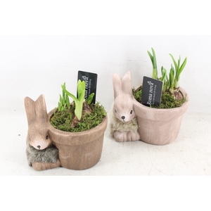 arr4 Narcis RN - Molly medium mix