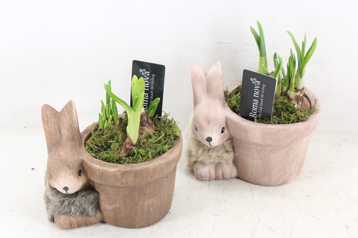 <h4>arr4 Narcis RN - Molly medium mix</h4>