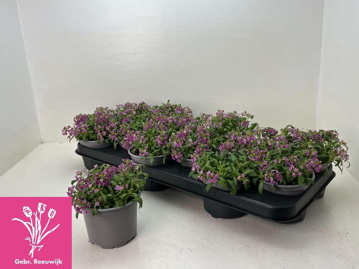 <h4>LOBULARIA OV</h4>