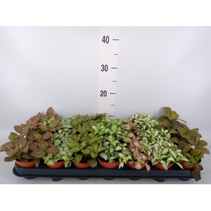 Fittonia   ...mix 7