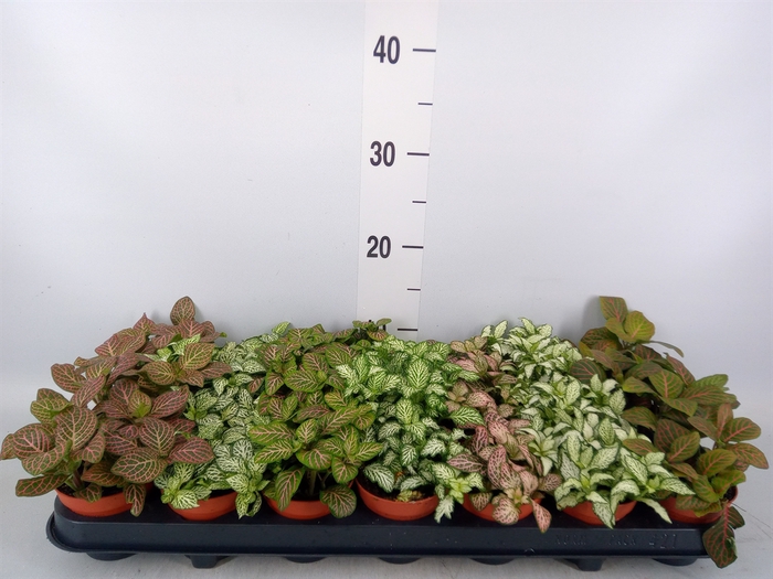 <h4>Fittonia   ...mix 7</h4>