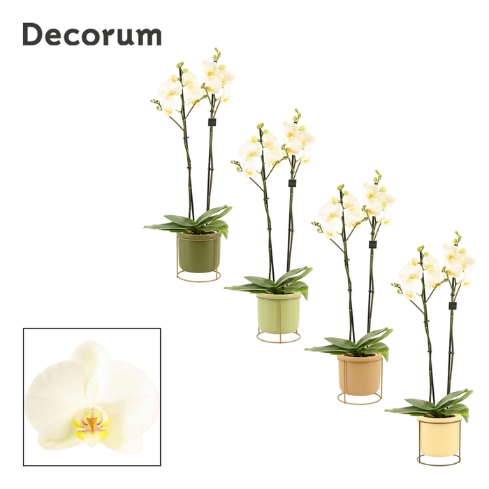 <h4>Phalaenopsis 2 tak 16+ wit in Lynn (Silent moods-collection)</h4>