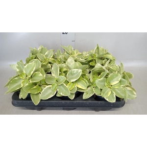 Peperomia pros. 'Pixie'